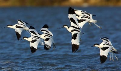 Avocette élégante