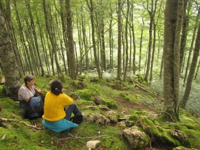 En quête du pic à dos blanc dans les hêtraies