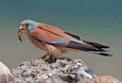 Faucon crécerellette