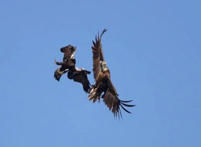 Aigle ibérique et Vautour moine