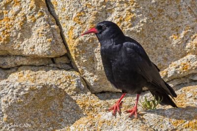 Crave à bec rouge © Cédric Caïn - Lumières d'Ouessant