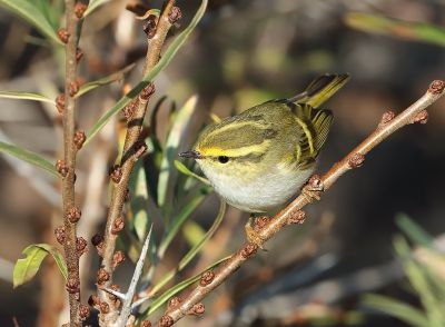 Pouillot de Pallas © Aurélien Audevard