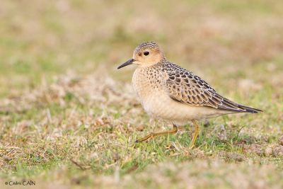 Bécasseau rousset © Cédric Caïn