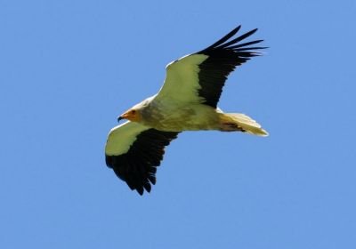 Percnoptère d'Egypte © Nidal Issa