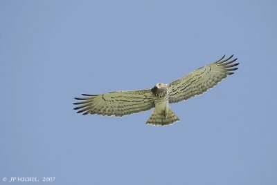 Circaète Jean le Blanc - JP Michel