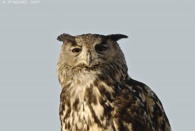 Grand Duc - JP Michel