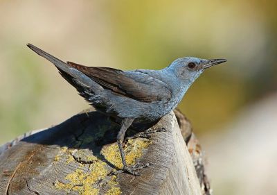 Monticole Bleu – Aurélien Audevard