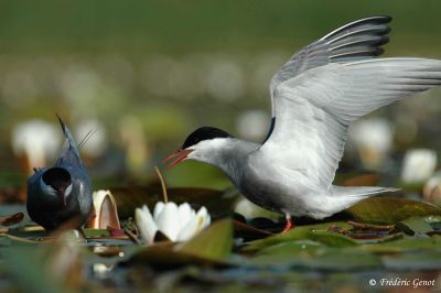 Guifette – Frédéric Genot