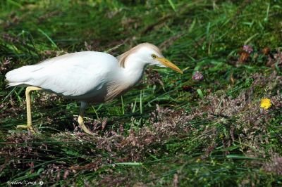 Héron Garde Bœuf - Frédéric Genot