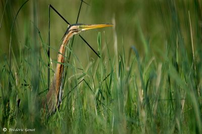 Héron pourpré – Frédéric Genot
