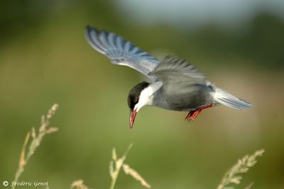 Guifette – Frédéric Genot