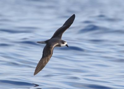 Pétrel (gongon) des Désertas