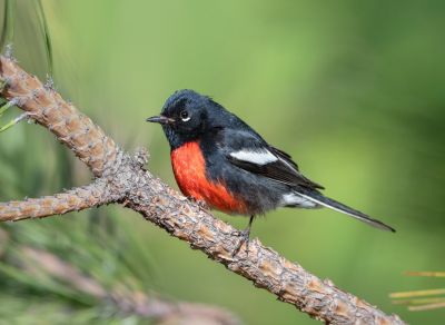 Paruline à ailes blanches