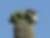 Pic des Saguaros