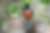 Trogon élégant