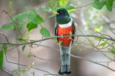Trogon élégant