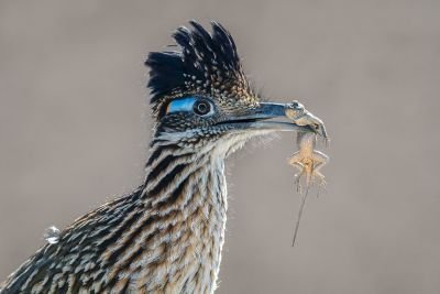 Grand Géocoucou (Bip-Bip)