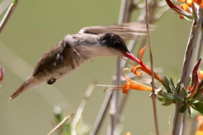 Ariane a couronne violette
