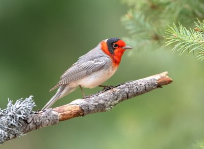 Paruline à face rouge
