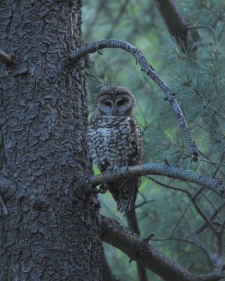 Chouette tachetée du Mexique