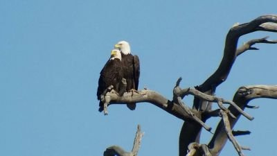 Couple de Pygargue a tête blanche