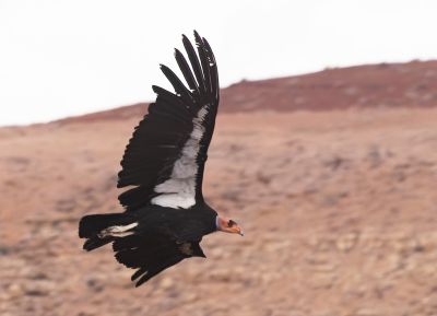 Condor de Californie
