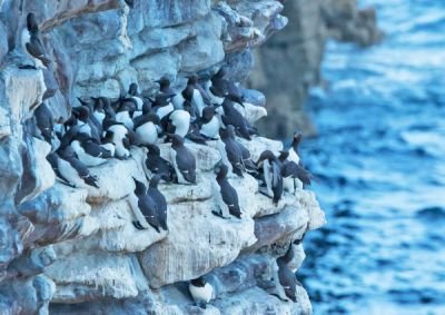 Guillemots du Cap Fréhel © Henri Strohm