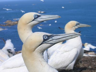 Fous de Bassan © Gilles Bentz