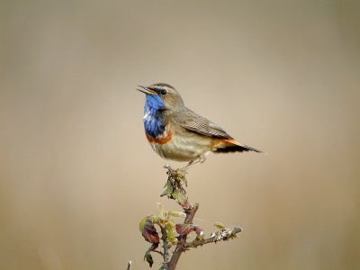 Séjour nature France - LPO initiation ornithologie - Pays de la Loire, Marais Poitevin, gorge bleue - Aurélien Audevard