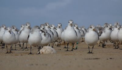 Groupe de limicoles et mouettes