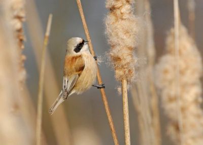 Rémiz penduline