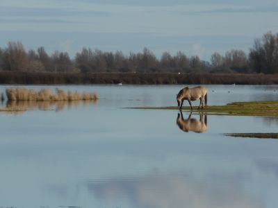 Cheval au bord de l'eau