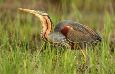 Héron pourpré © Aurélien Audevard