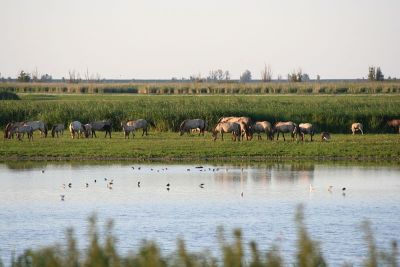 Réserva naturelle Oostvaardersplassen