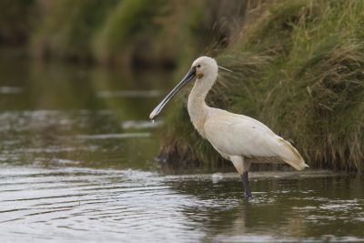 Spatules blanches © Grégory Smellinckx
