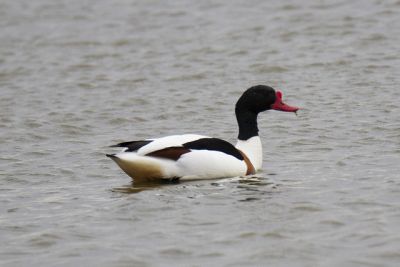 Tadorne de Belon sur le lac Lauwersmeer © Jacque Janssen