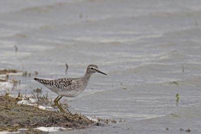 Chevalier sylvain, parc national de Lauwersmeer © Jacque Janssen