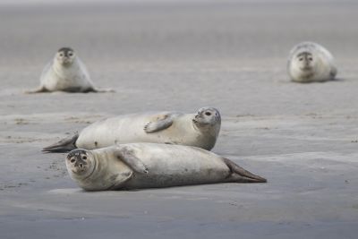 Phoques veaux marins