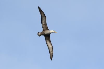 Albatros des Galapagos