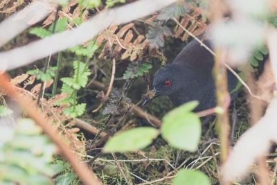 Râle des Galapagos