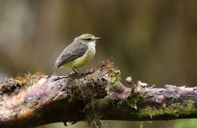 Moucherolle des Galapagos, femelle