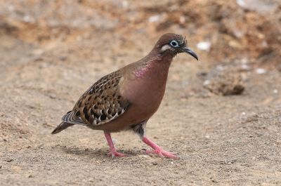 Tourterelle des Galapagos
