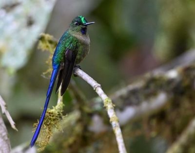 Sylphe à queue violette