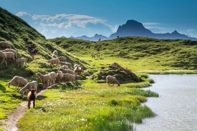 © Terres Oubliées - Berger et son troupeau lors de ce séjour dans les alpes du Sud Berger et son troupeau lors de ce séjour dans les alpes du Sud