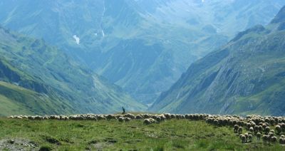© Terres Oubliées - troupeau dans l'alpage dans les Alpes du Sud troupeau dans l'alpage dans les Alpes du Sud