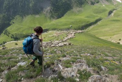 © Terres Oubliées - Le berger guide son troupeau dans l'alpage, séjour dans le Champsaur, Alpes du Sud Le berger guide son troupeau dans l'alpage, séjour dans le Champsaur, Alpes du Sud