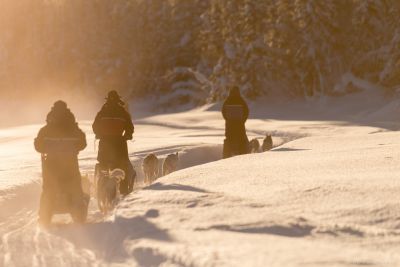 Jour 2 : Kiruna – Excursion chien de traîneau