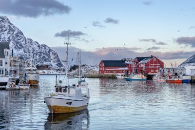 Pygargue à queue blanche