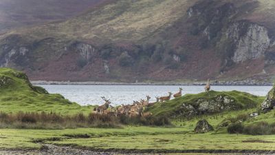 Cerfs élaphe et biches