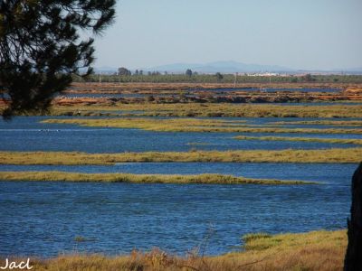 Marais de l'Odiel